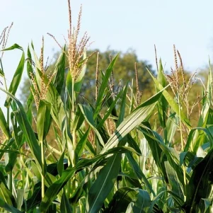 Biomethane Projects in Spain: Regulation, Permits and Investment Opportunities