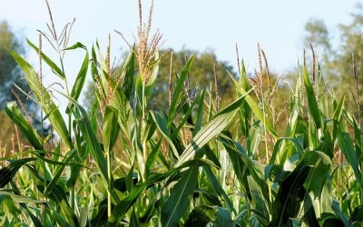 Biomethane Projects in Spain: Regulation, Permits and Investment Opportunities