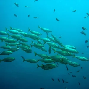 Phishing in Spain: how to legally protect your company against digital fraud