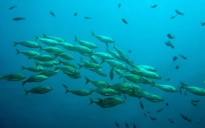 Phishing in Spain: how to legally protect your company against digital fraud